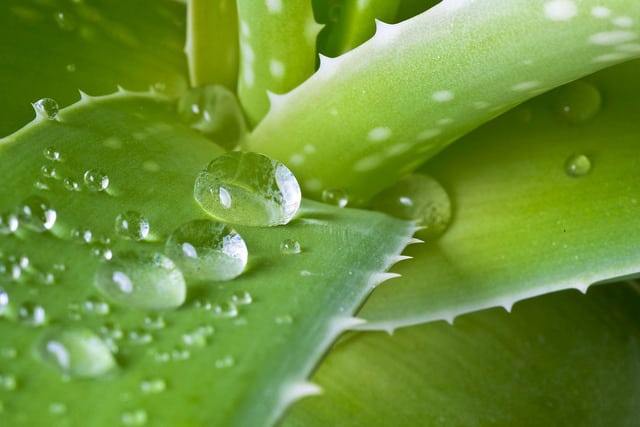 aloe vera macro