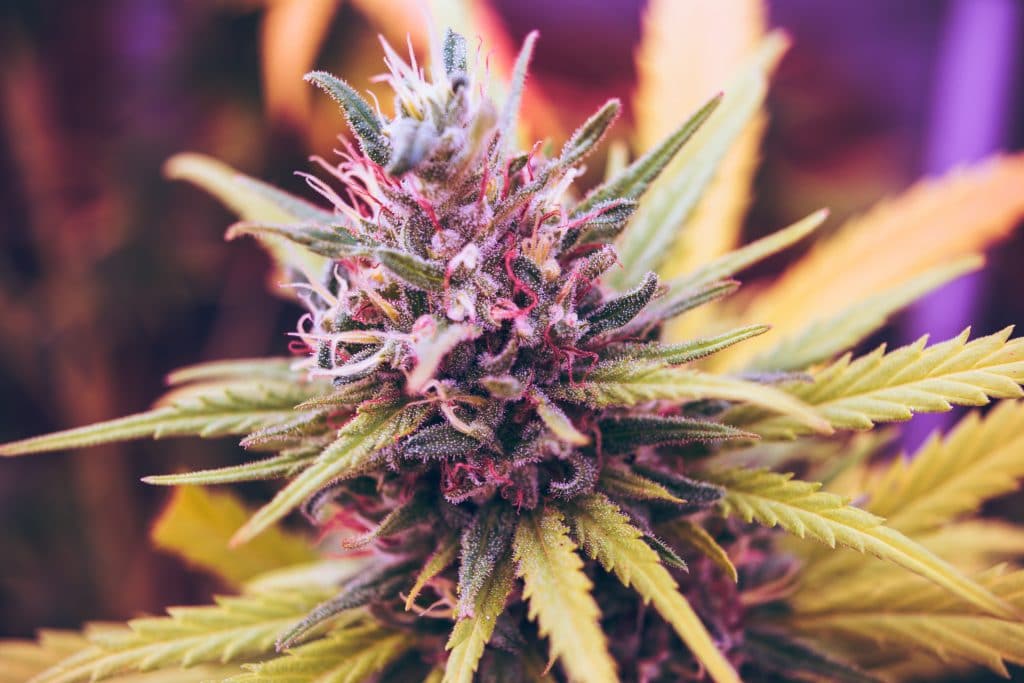 medical marijuana cannabis thailand