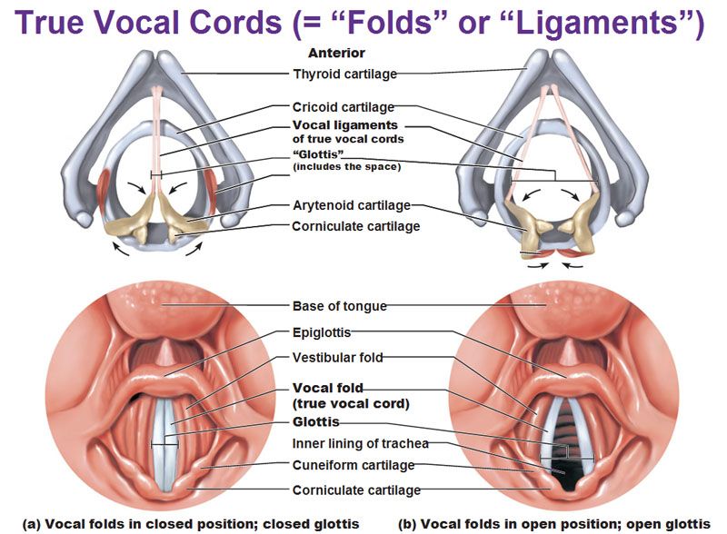 vocal folds diagram